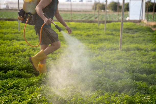 Best Ant Control Services  in North Valley Stream, NY