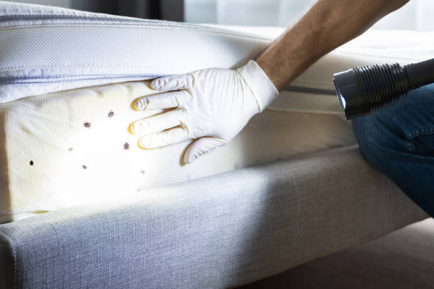 Trusted North Valley Stream, NY Pest Control Experts